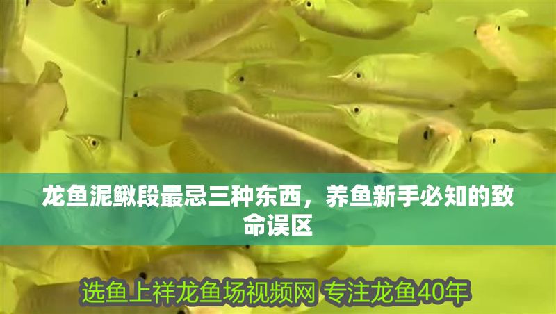 龍魚泥鰍段最忌三種東西,養(yǎng)魚新手必知的致命誤區(qū) 龍魚百科 第1張 龍魚泥鰍段最忌三種東西,養(yǎng)魚新手必知的致命誤區(qū) 龍魚泥鰍段最忌三種東西,養(yǎng)魚新手必知的致命誤區(qū) 龍魚百科 第1張