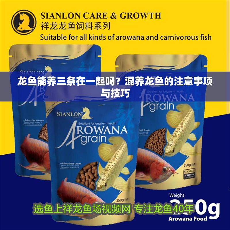 龍魚(yú)能養(yǎng)三條在一起嗎？混養(yǎng)龍魚(yú)的注意事項(xiàng)與技巧