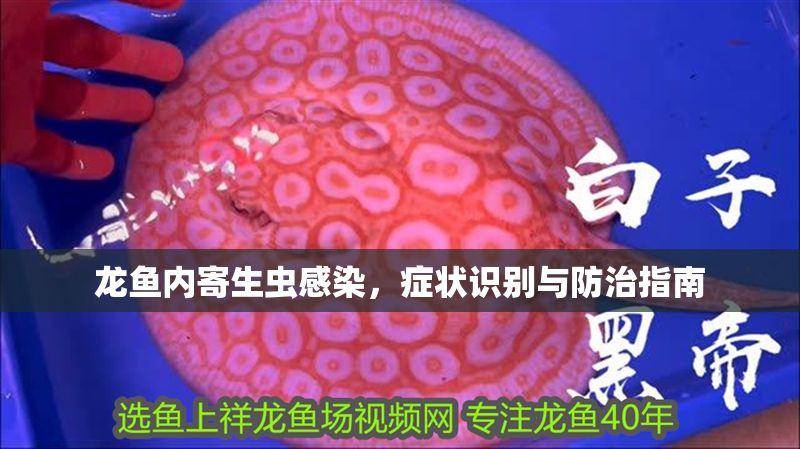 龍魚內寄生蟲感染，癥狀識別與防治指南