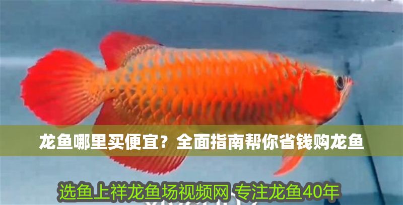 龍魚(yú)哪里買(mǎi)便宜？全面指南幫你省錢(qián)購(gòu)龍魚(yú)