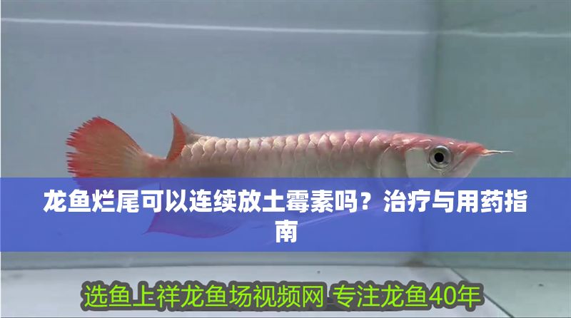龍魚爛尾可以連續放土霉素嗎？治療與用藥指南