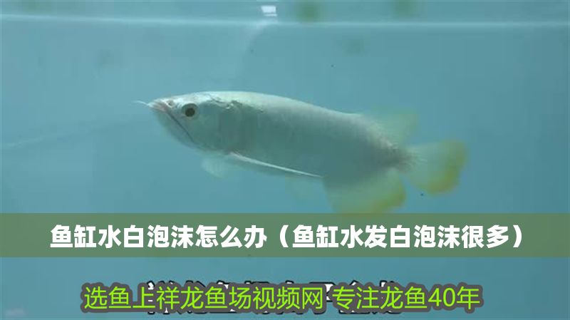 魚缸水白泡沫怎么辦(魚缸水發(fā)白泡沫很多) 龍魚百科 第1張 魚缸水白泡沫怎么辦(魚缸水發(fā)白泡沫很多) 魚缸水白泡沫怎么辦(魚缸水發(fā)白泡沫很多) 龍魚百科 第1張