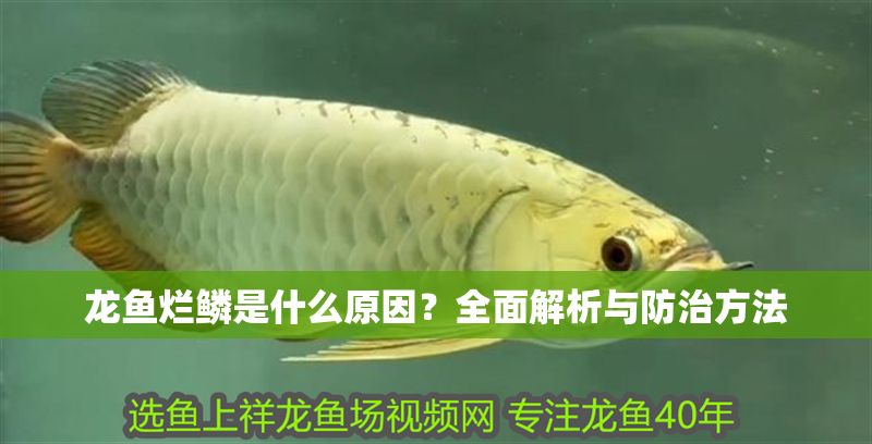 龍魚爛鱗是什么原因？全面解析與防治方法