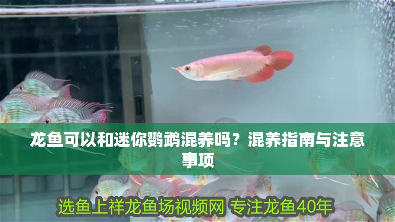 龍魚可以和迷你鸚鵡混養嗎？混養指南與注意事項