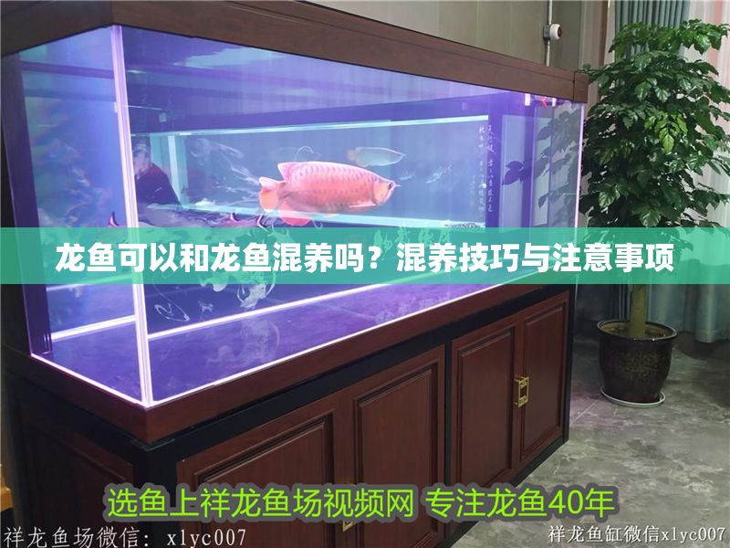 龍魚可以和龍魚混養(yǎng)嗎？混養(yǎng)技巧與注意事項