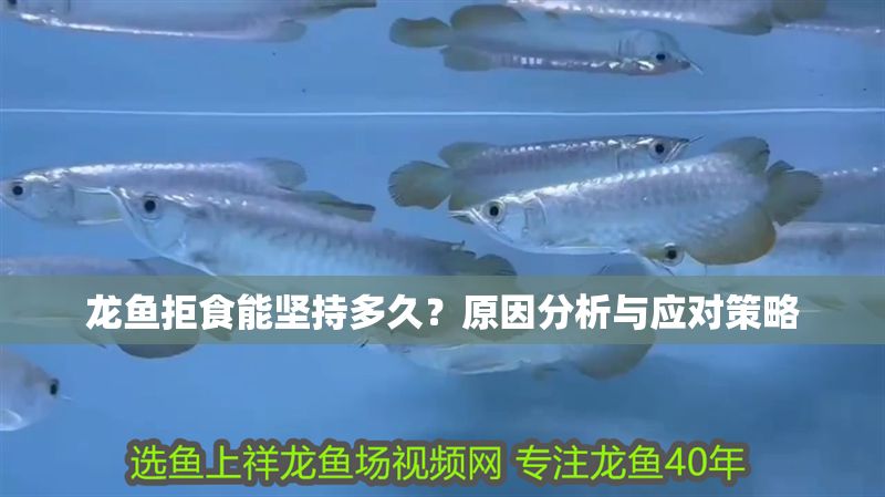 龍魚拒食能堅持多久？原因分析與應對策略