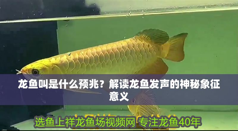 龍魚叫是什么預兆？解讀龍魚發聲的神秘象征意義