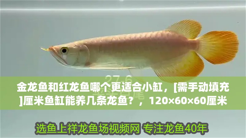 金龍魚和紅龍魚哪個更適合小缸，[需手動填充]厘米魚缸能養(yǎng)幾條龍魚？，120×60×60厘米尺寸魚缸選擇龍魚品種推薦[需手動填充]龍魚品種推薦