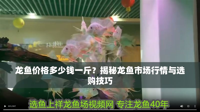 龍魚價格多少錢一斤？揭秘龍魚市場行情與選購技巧