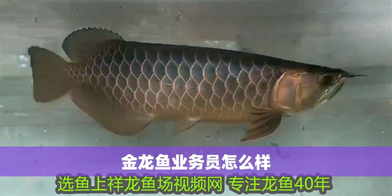 金龍魚業務員怎么樣