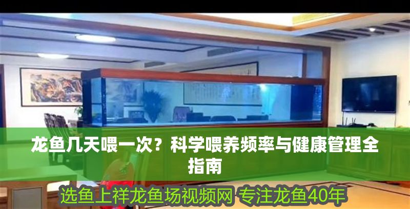 龍魚幾天喂一次？科學喂養頻率與健康管理全指南