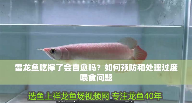 雷龍魚吃撐了會自愈嗎？如何預防和處理過度喂食問題