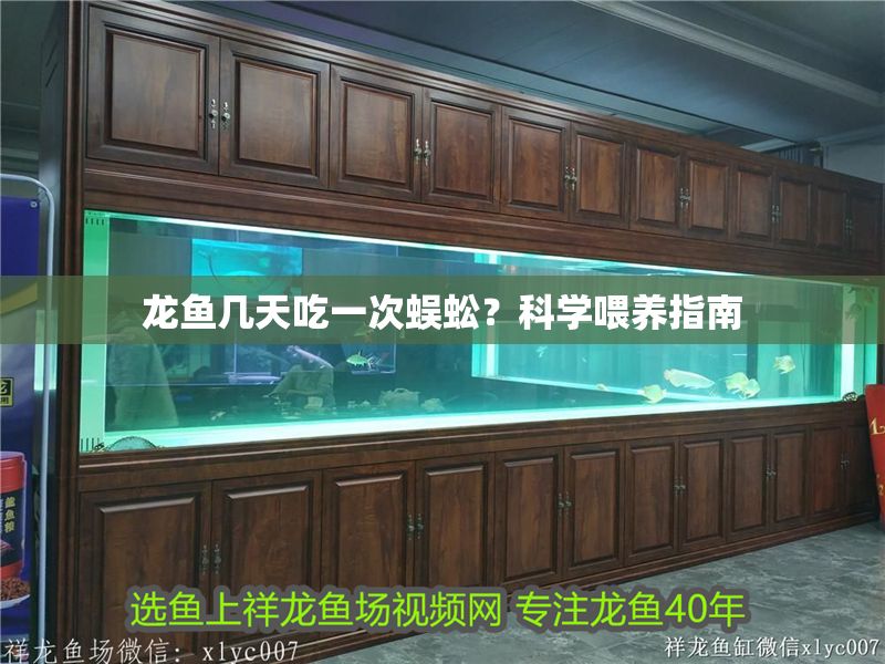 龍魚幾天吃一次蜈蚣？科學(xué)喂養(yǎng)指南