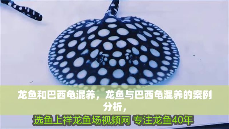 龍魚和巴西龜混養(yǎng)，龍魚與巴西龜混養(yǎng)的案例分析，