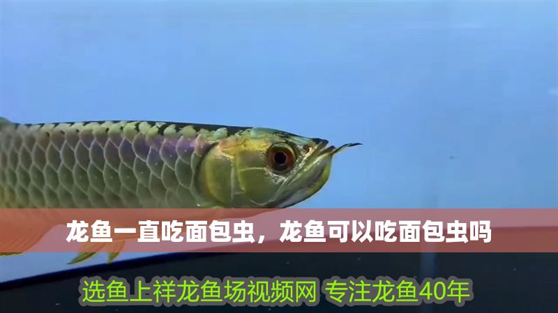 龍魚一直吃面包蟲，龍魚可以吃面包蟲嗎