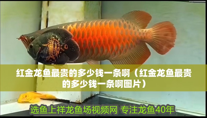 紅金龍魚最貴的多少錢一條啊（紅金龍魚最貴的多少錢一條啊圖片）