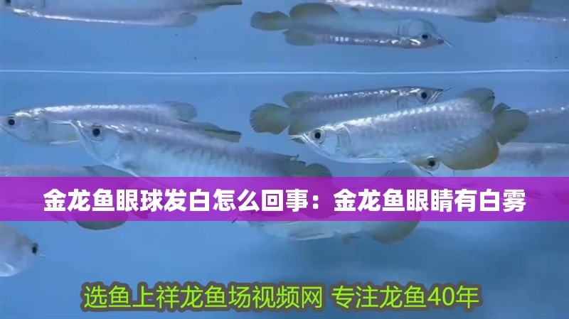 金龍魚眼球發白怎么回事：金龍魚眼睛有白霧