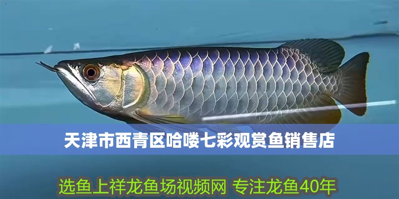 天津市西青區哈嘍七彩觀賞魚銷售店