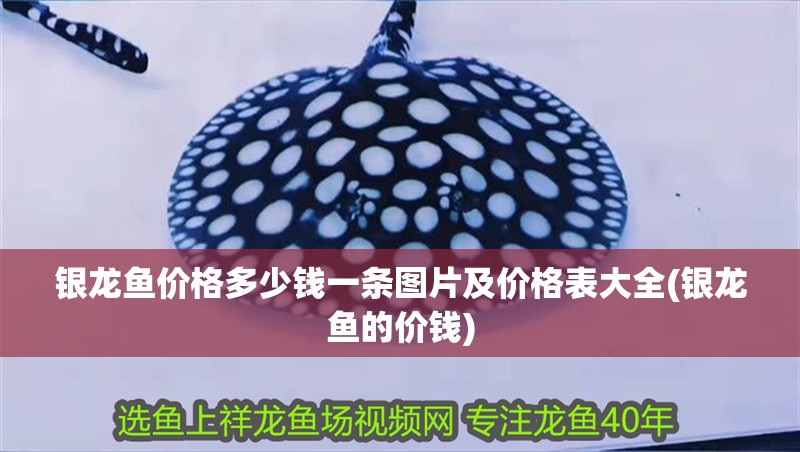銀龍魚價格多少錢一條圖片及價格表大全(銀龍魚的價錢)