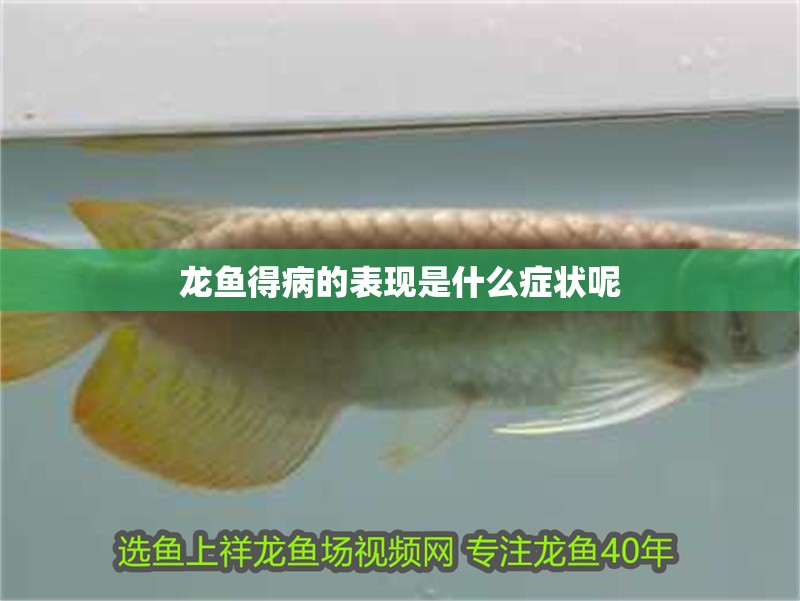 龍魚得病的表現(xiàn)是什么癥狀呢
