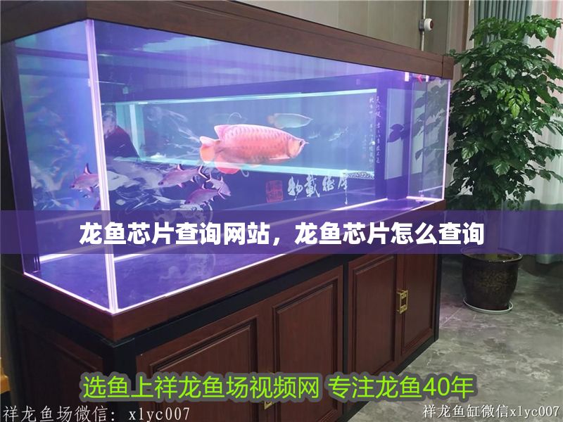 龍魚芯片查詢網站,龍魚芯片怎么查詢 龍魚百科 第2張 龍魚芯片查詢網站,龍魚芯片怎么查詢 龍魚芯片查詢網站,龍魚芯片怎么查詢 龍魚百科 第2張