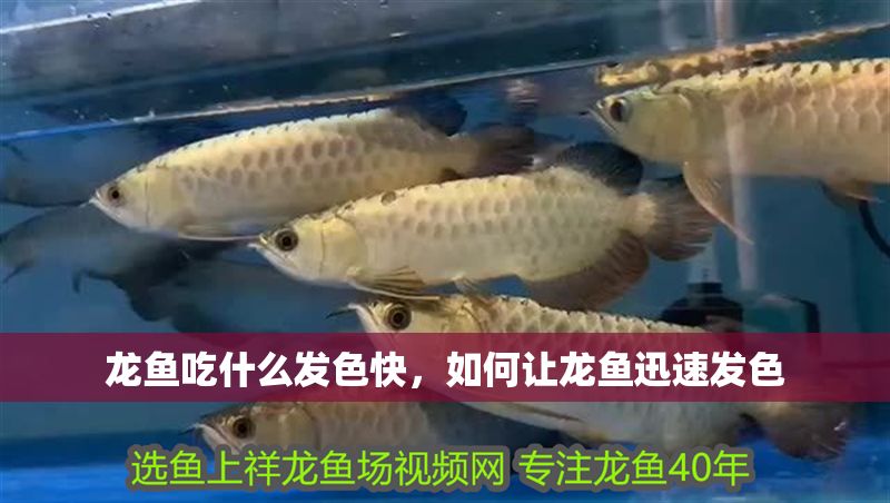 龍魚吃什么發色快，如何讓龍魚迅速發色