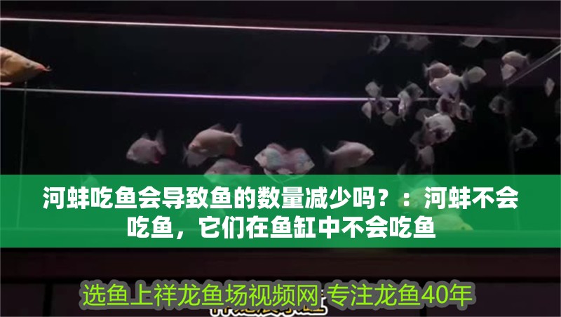 河蚌吃魚會導致魚的數量減少嗎？：河蚌不會吃魚，它們在魚缸中不會吃魚