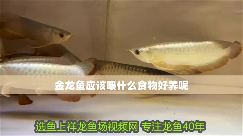 金龍魚應(yīng)該喂什么食物好養(yǎng)呢