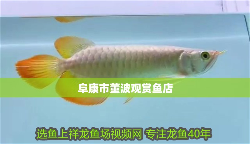 阜康市董波觀賞魚店 阜康市董波觀賞魚店 全國水族館企業(yè)名錄 第1張
