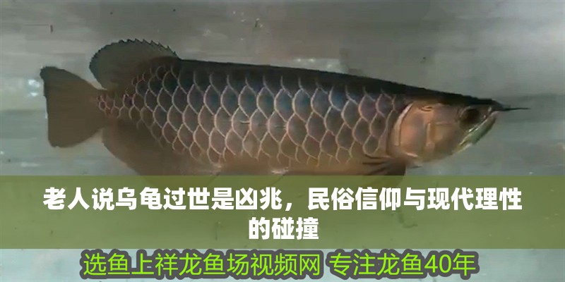 老人說烏龜過世是兇兆，民俗信仰與現代理性的碰撞