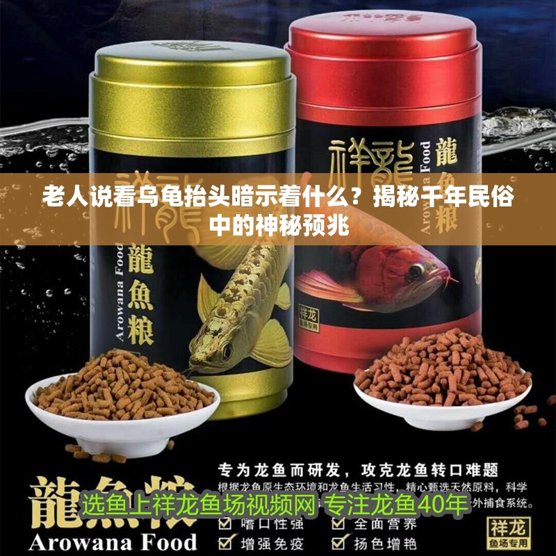 老人說(shuō)看烏龜抬頭暗示著什么？揭秘千年民俗中的神秘預(yù)兆