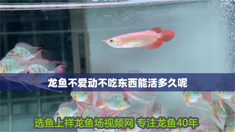 龍魚不愛動不吃東西能活多久呢