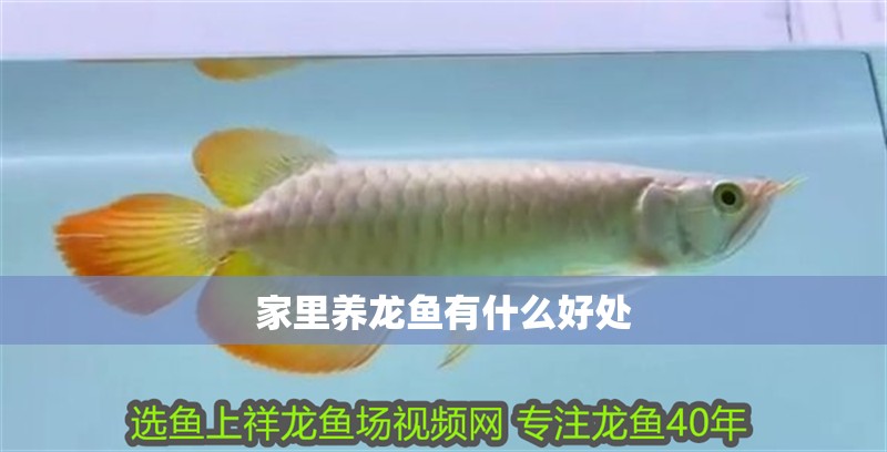 家里養(yǎng)龍魚有什么好處 龍魚百科 第1張 家里養(yǎng)龍魚有什么好處 家里養(yǎng)龍魚有什么好處 龍魚百科 第1張
