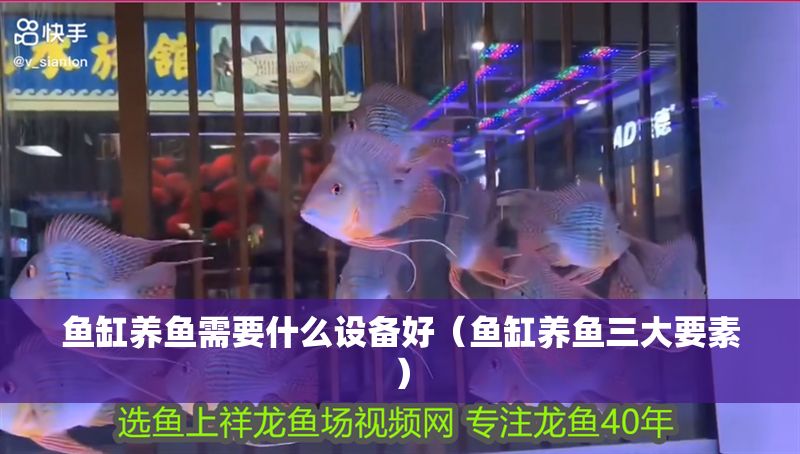 魚缸養魚需要什么設備好（魚缸養魚三大要素）