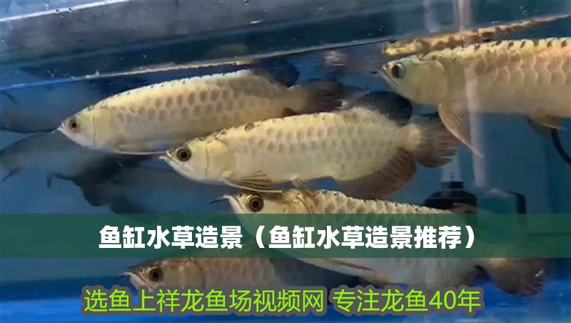 魚缸水草造景（魚缸水草造景推薦）