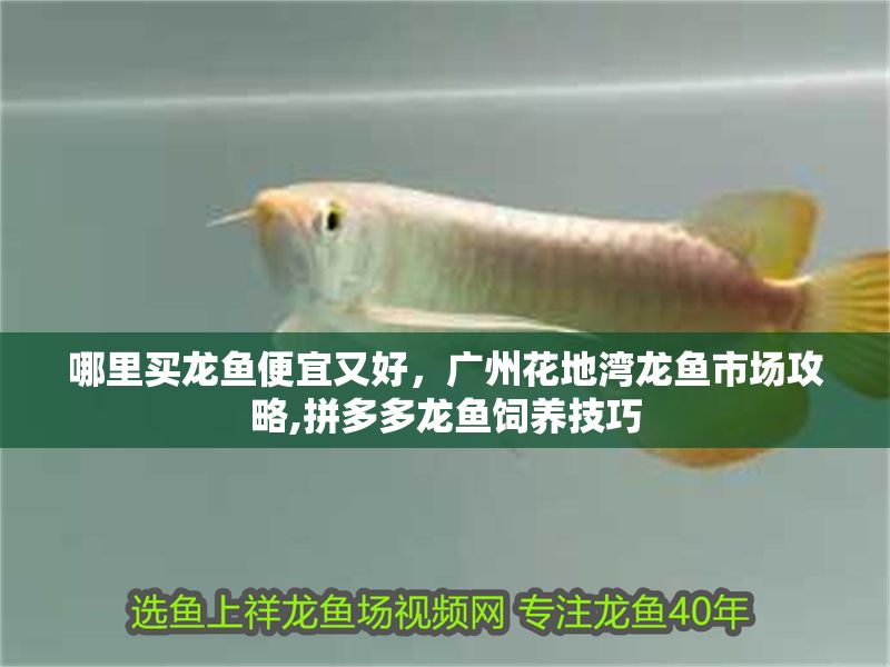 哪里買龍魚便宜又好，廣州花地灣龍魚市場攻略,拼多多龍魚飼養技巧 哪里買龍魚便宜又好，廣州花地灣龍魚市場攻略,拼多多龍魚飼養技巧 龍魚百科 第2張