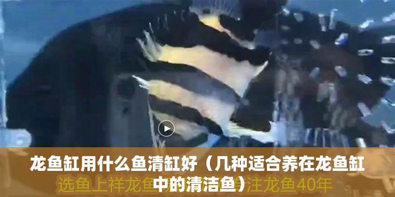龍魚缸用什么魚清缸好（幾種適合養在龍魚缸中的清潔魚）