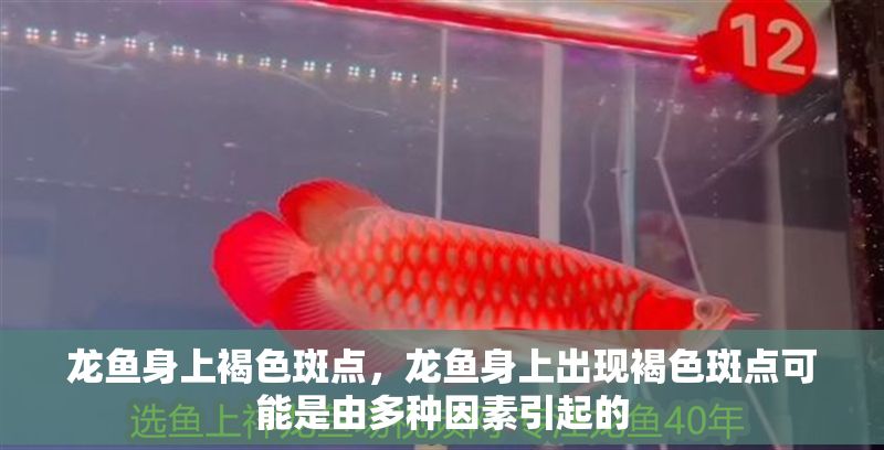 龍魚身上褐色斑點，龍魚身上出現褐色斑點可能是由多種因素引起的