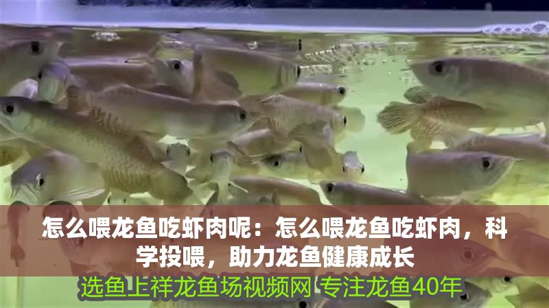 怎么喂龍魚吃蝦肉呢：怎么喂龍魚吃蝦肉，科學投喂，助力龍魚健康成長