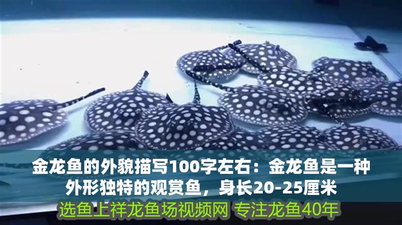 金龍魚的外貌描寫100字左右：金龍魚是一種外形獨(dú)特的觀賞魚，身長20-25厘米