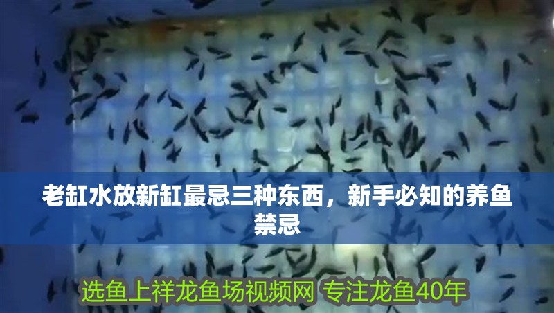 老缸水放新缸最忌三種東西，新手必知的養魚禁忌