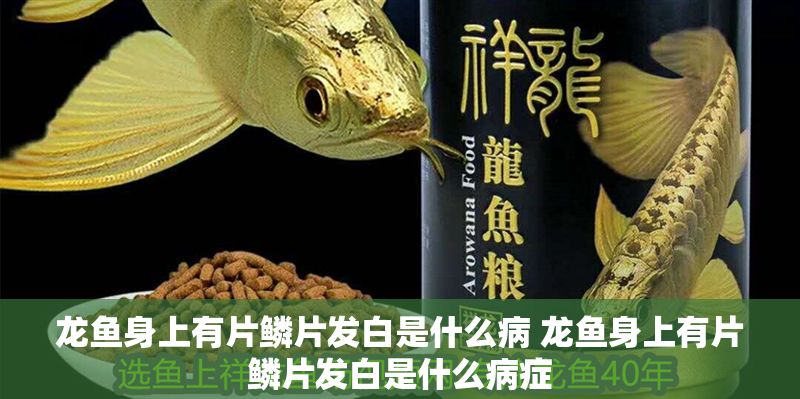龍魚身上有片鱗片發(fā)白是什么病 龍魚身上有片鱗片發(fā)白是什么病癥