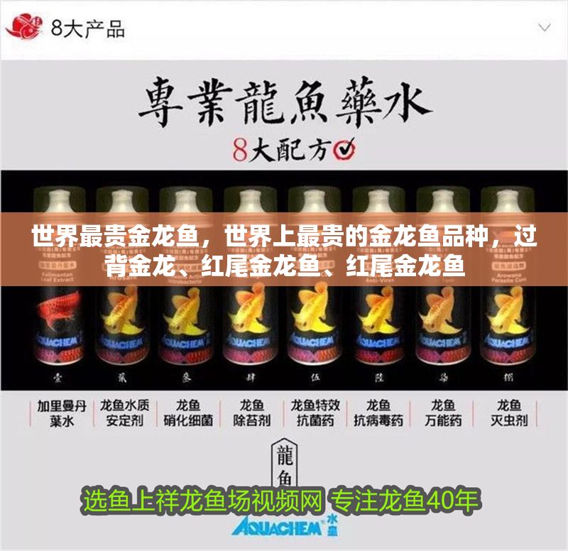 世界最貴金龍魚，世界上最貴的金龍魚品種，過背金龍、紅尾金龍魚、紅尾金龍魚