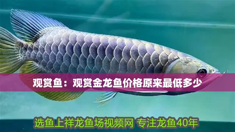 觀賞魚：觀賞金龍魚價格原來最低多少