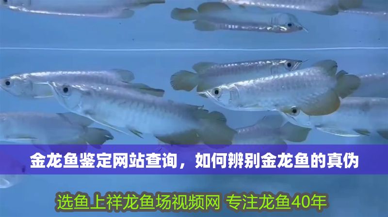 金龍魚鑒定網站查詢，如何辨別金龍魚的真偽