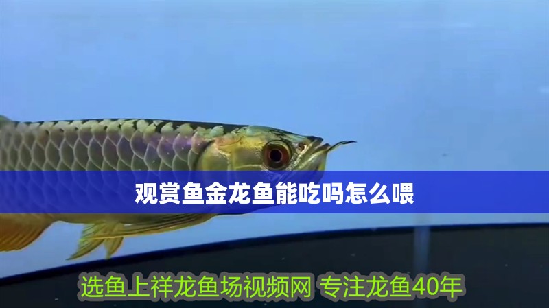 觀賞魚金龍魚能吃嗎怎么喂