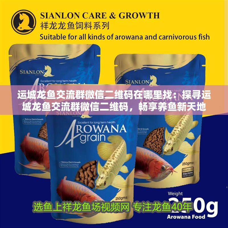 運(yùn)城龍魚交流群微信二維碼在哪里找：探尋運(yùn)城龍魚交流群微信二維碼，暢享養(yǎng)魚新天地
