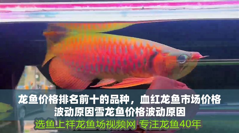 龍魚價格排名前十的品種，血紅龍魚市場價格波動原因雪龍魚價格波動原因