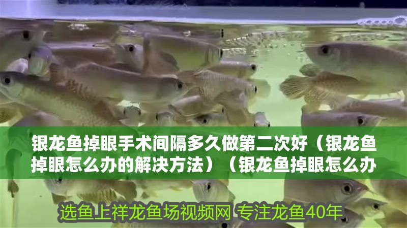 銀龍魚掉眼手術(shù)間隔多久做第二次好（銀龍魚掉眼怎么辦的解決方法）（銀龍魚掉眼怎么辦）
