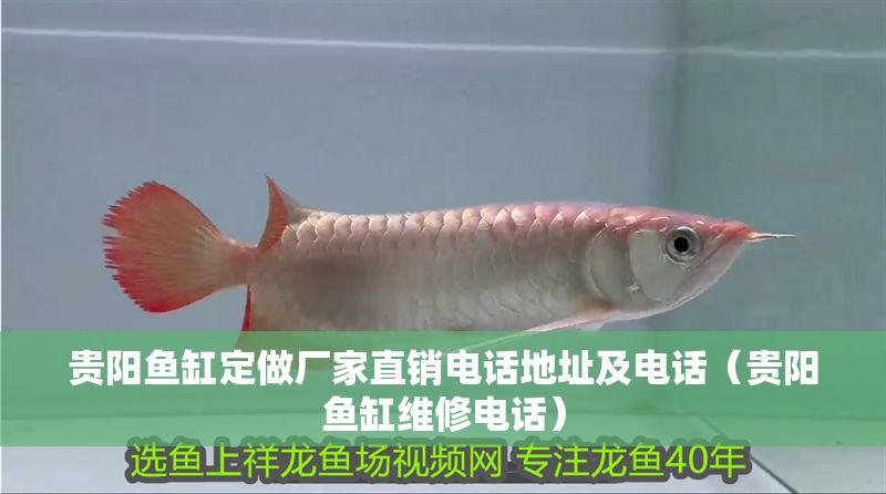 貴陽魚缸定做廠家直銷電話地址及電話（貴陽魚缸維修電話）